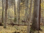 Bialowieza primeval forest