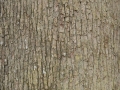 AD-Quercus-petraea-ecorce-Troncais-2013-03-22-1